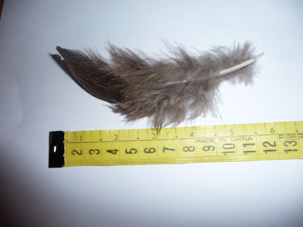 Identificazione penne (Starna??)